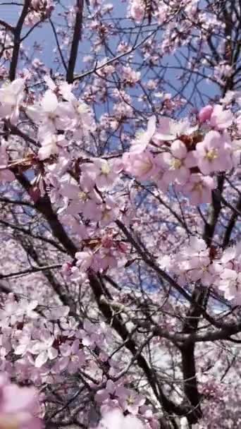 Kirschblüte Sonnenlicht Vertikales Video Von Rosa Blühenden Blumen Vor Blauem — Stockvideo
