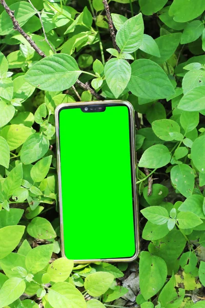 Yeşilimsi bitkilerde yeşil ekran mobil. başka bir açı