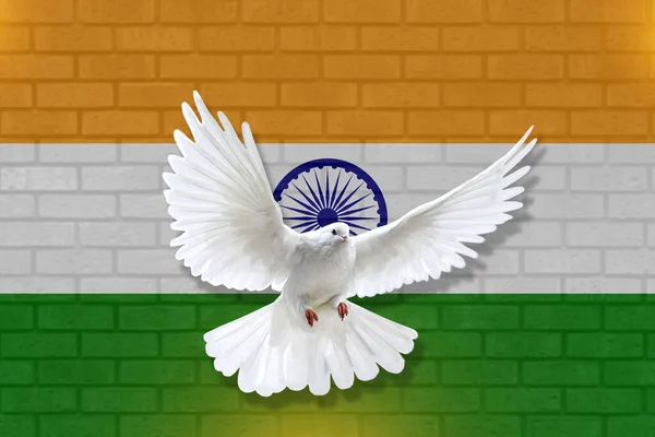 Duif Vliegen Met Achtergrond Van India Vlag Muur Textuur Vredesconcept — Stockfoto