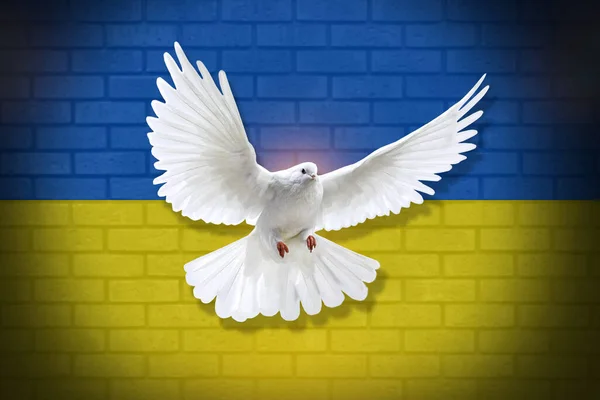 Dove fly with the background of Ukraine flag and wall texture. peace concept. illustration design.