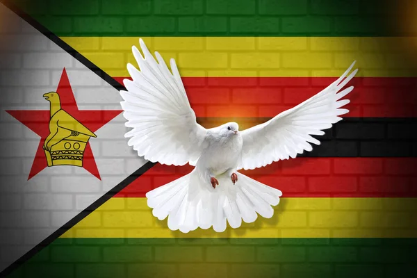 Голубь Летит Фоне Зимбабвийского Флага Фактуры Стены Концепция Мира Дизайн — стоковое фото