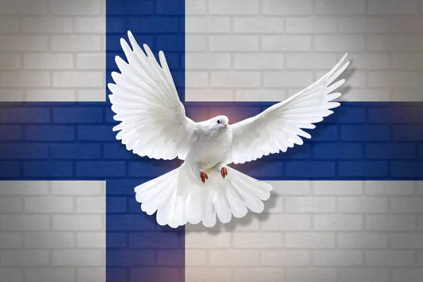 Dove fly with the background of Finland flag and wall texture. peace concept. illustration design