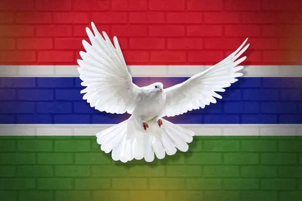 Dove fly with the background of Gambia flag and wall texture. peace concept. illustration design