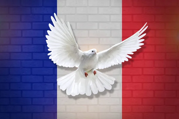 Голубь Летит Фоне Французского Флага Фактуры Стены Концепция Мира Дизайн — стоковое фото
