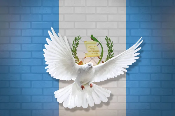 Dove fly with the background of Guatemala flag and wall texture. peace concept. illustration design.