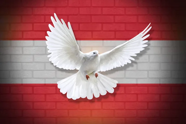 Pomba Voar Com Fundo Bandeira Áustria Textura Parede Conceito Paz — Fotografia de Stock