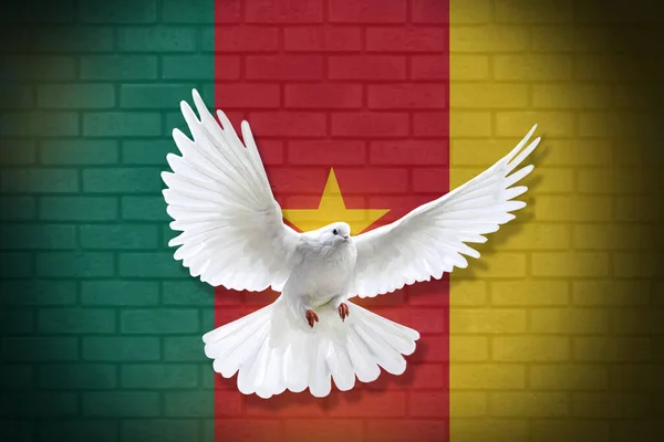 Голубь Летит Фоне Камерунского Флага Фактуры Стены Концепция Мира Дизайн — стоковое фото