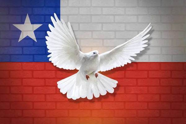 Dove fly with the background of Chile flag and wall texture. peace concept. illustration design