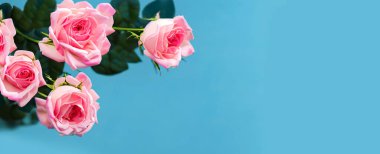 Yumuşak mavi arka planda pembe güller fotokopi alanı, manzara resmi. Üretici yapay zeka
