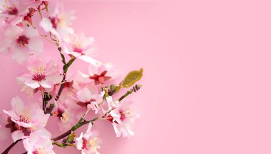 Yumuşak pembe arkaplandaki dekoratif kiraz çiçekleri kopyalama alanı