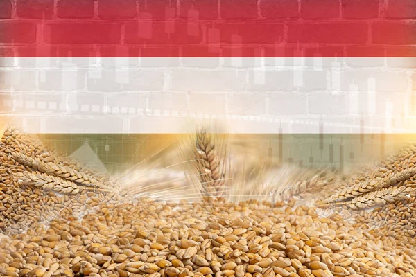Group of grain cereals with Hungary flag and wall texture illustration poster design. cereals trade economy concept