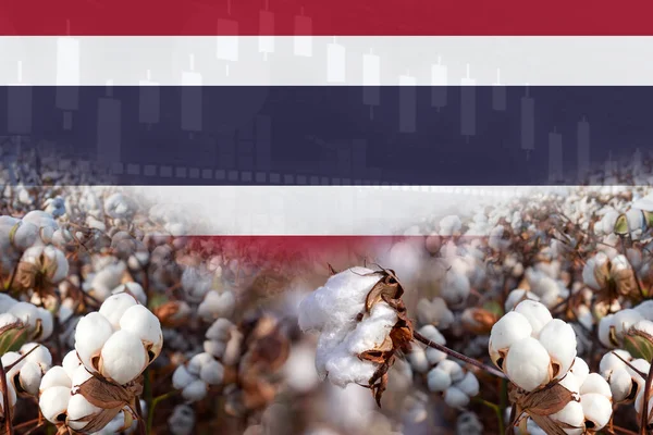 Group of Cotton plants with Thailand flag illustration poster design. cotton trade concept.