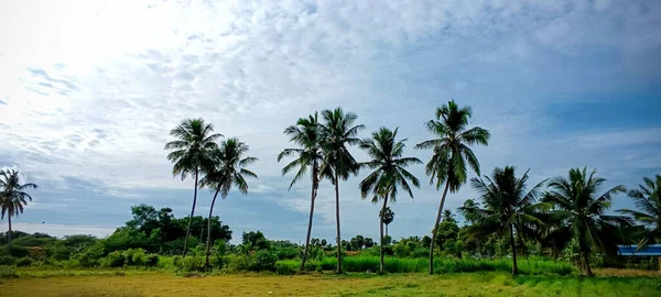 Dużo Kokosowej Twierdzy Błękitnym Niebem Tło Natury — Zdjęcie stockowe
