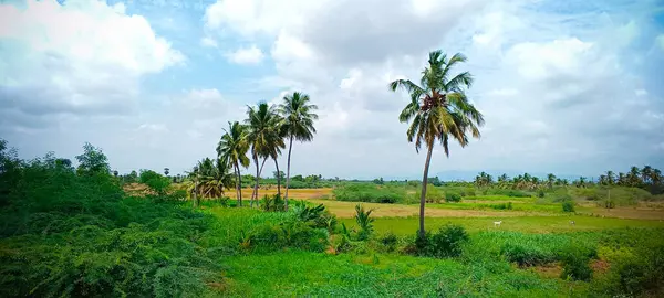 Lot Coconut Tress Blue Sky Nature Background — Stock Photo, Image