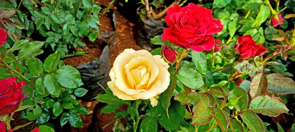 色彩艳丽的黄色和红色玫瑰花 背景是绿色的 — 图库照片