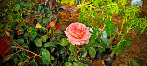 Bunte Rose Blume Auf Einem Grünlichen Hintergrund — Stockfoto