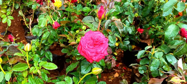 色彩艳丽的蔷薇花 背景翠绿 — 图库照片