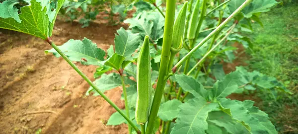 Zavřít Rostlinu Okra Pěstující Zemědělskou Půdu Jižní Indii Lady Finger — Stock fotografie