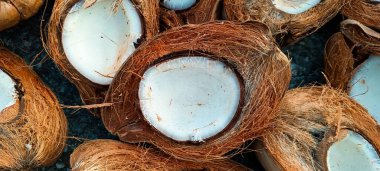 Kuru hindistan cevizi, güneşte kuruyup hindistan cevizi yağı ve diğer amaçlar için ikiye bölünür..