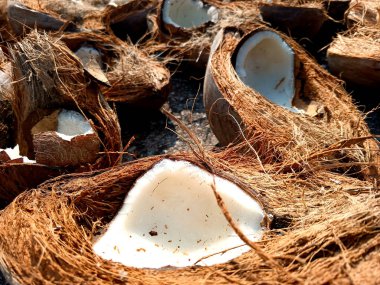 Hindistan cevizlerinin yarıya bölünmesi, Hindistan cevizi yağı ve diğer amaçlar için güneşte kurutulması..