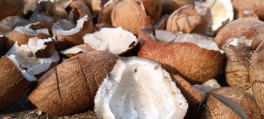 Bir yığın Copra. Hindistan cevizinin denenmiş hali. manzara resmi.