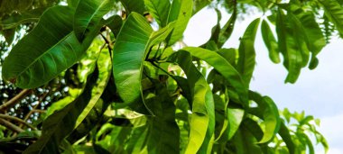 Mango yapraklarının canlı dokusu. manzara resmi. 