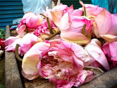 Taze pembe nilüfer çiçeklerini kapayın, ahşap bir yüzeye güzelce yerleştirin..