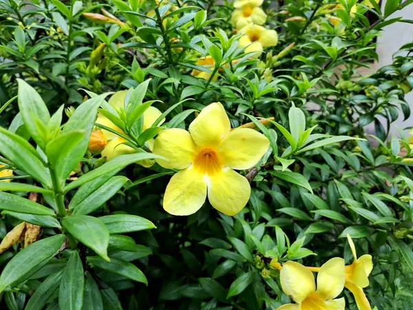 Canlı sarı bir Allamanda çiçeği yemyeşil yaprakların arasında açar.. 