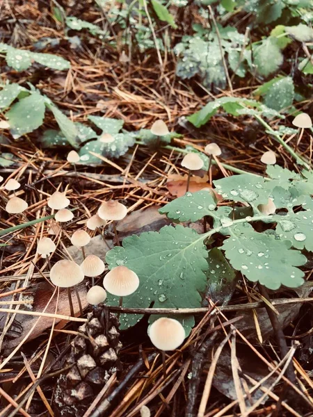 Cogumelos Outono Floresta Conífera Orvalho — Fotografia de Stock