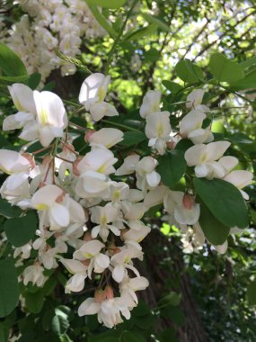 Bal akasya ağacının çiçeklerinin çiçeği.