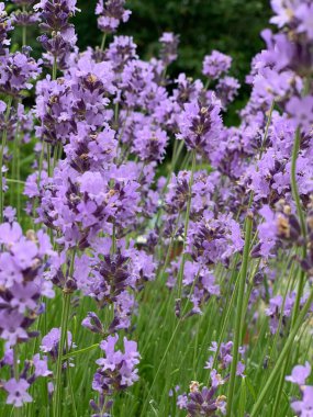 Taze mor lavanta çiçekleri