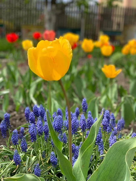 stock image spring flowers in the yellow-blue colors of the flag of Ukraine