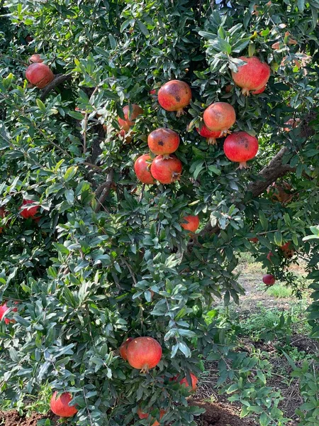 Red Pomegranate Tree Fruits — Stock Photo, Image