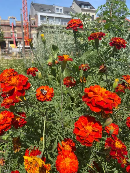 Favorite flowers in my motherland 