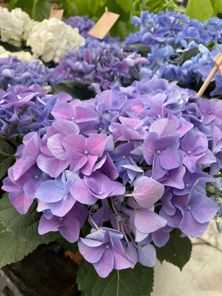 Bahçedeki güzel ortanca çiçeği