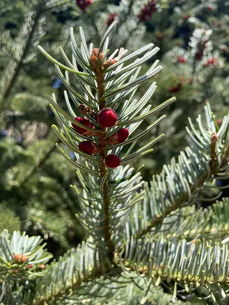 a close up view of a pine branch of a bush