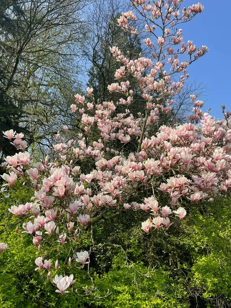 Baharda pembe manolya çiçeği