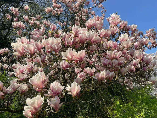 beautiful view of natural spring flowers
