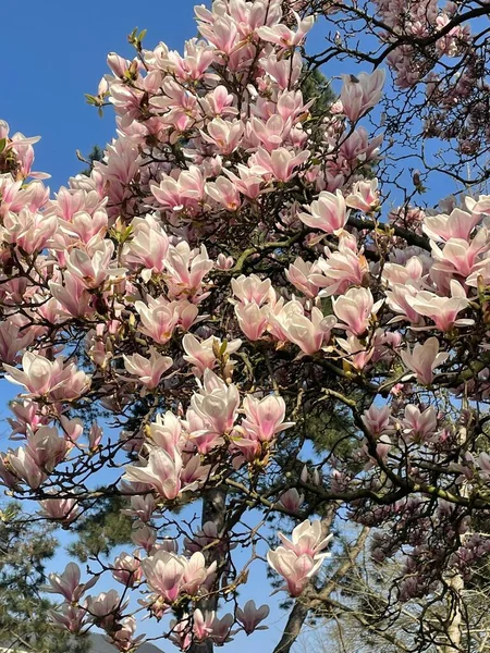 spring flowering of the magnolia flowers in the early autumn.