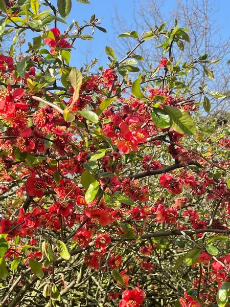 Ağaçtaki kırmızı elmaya yaklaş.