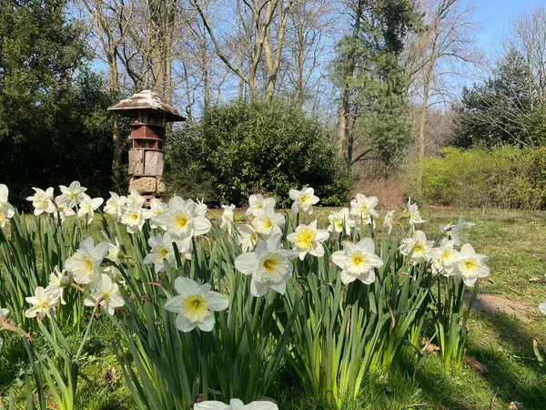 garden with white flowers