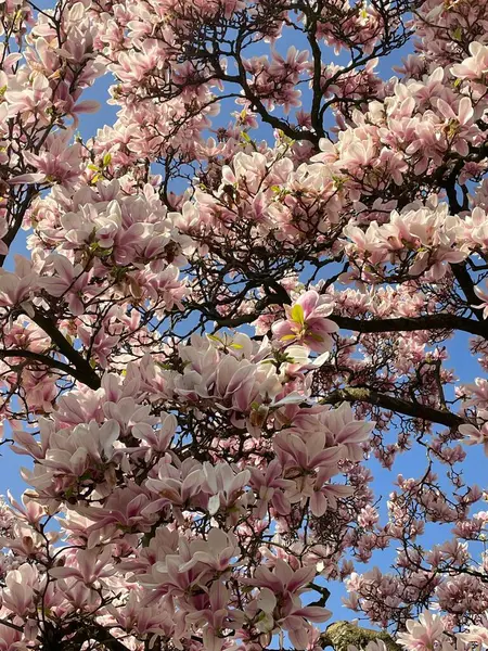 İlkbaharda pembe manolya çiçekleri