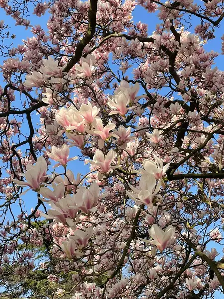 Manolya çiçeği bahar