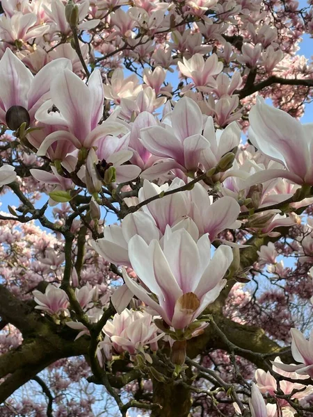 magnolia blossom flowers blooming in early spring