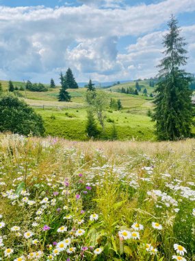 view of the beautiful landscape of the carpathian mountains in Ukraine on a sunny day