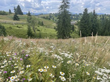 view of the beautiful landscape of the carpathian mountains in Ukraine on a sunny day