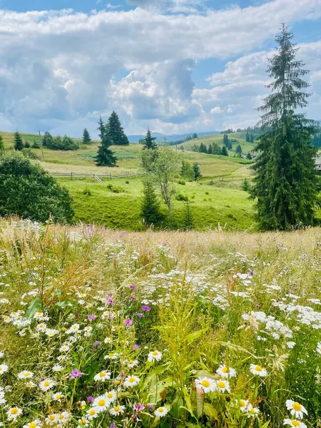 view of the beautiful landscape of the carpathian mountains in Ukraine on a sunny day