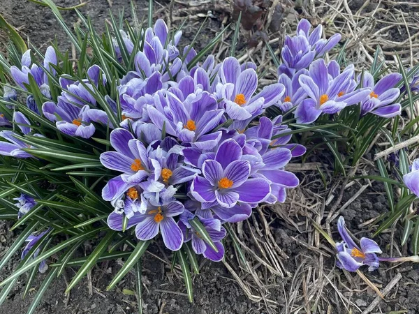 beautiful purple crocus flower with white petals. spring time.