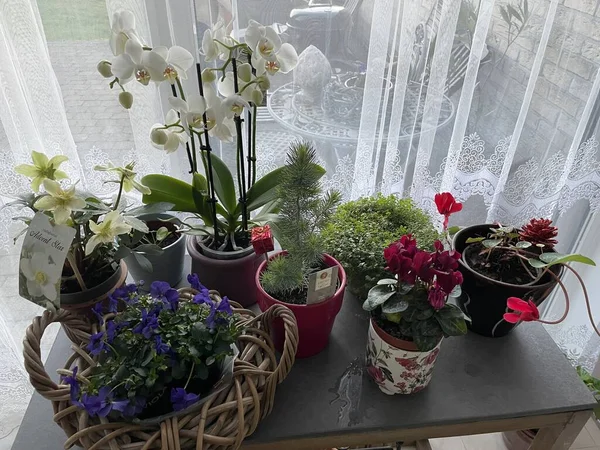 flowers in pot and wooden fence.