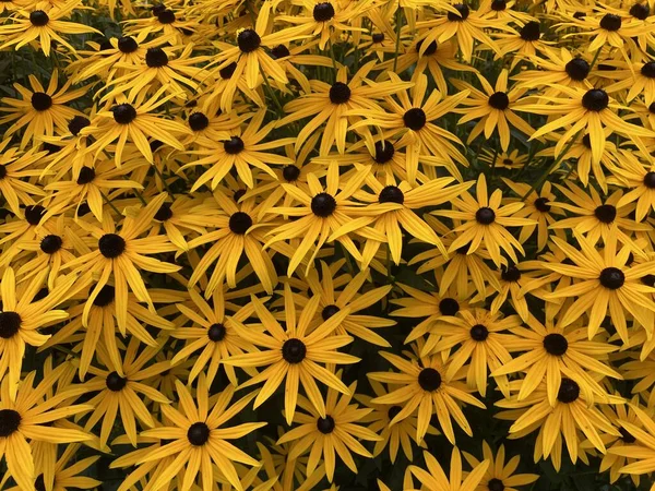 view of the beautiful landscape of the carpathian mountains in Ukraine on a sunny day